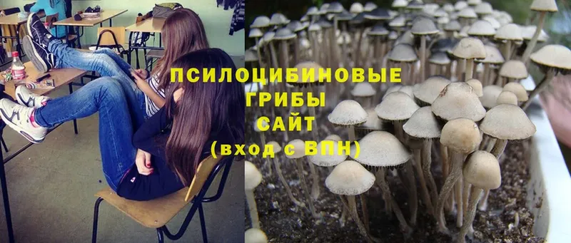 Галлюциногенные грибы Psilocybine cubensis  Райчихинск 